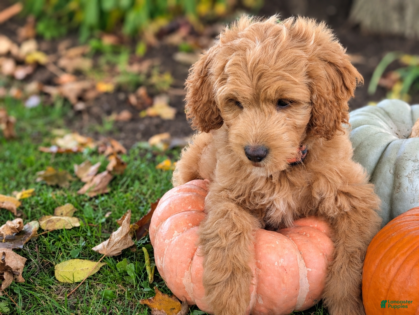 Mini Goldendoodle dogs Brody - Ad 2
