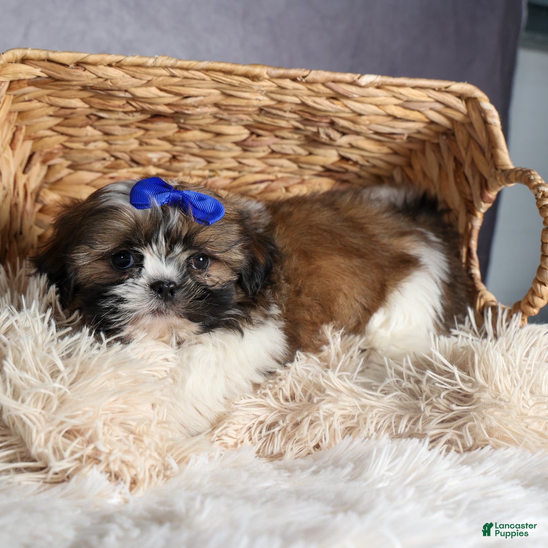 Shih Tzu dogs for sale: OLIVER - Ad 2