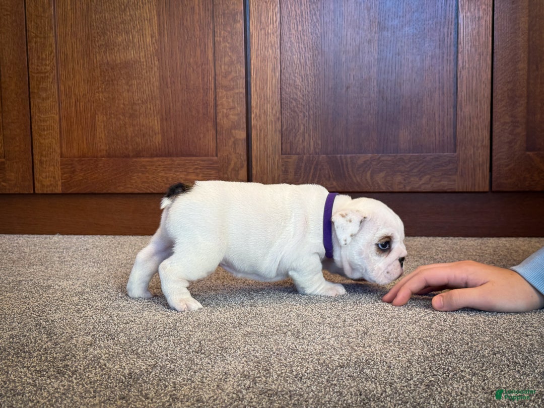 English Bulldog dogs for sale: Penelope - Ad 4