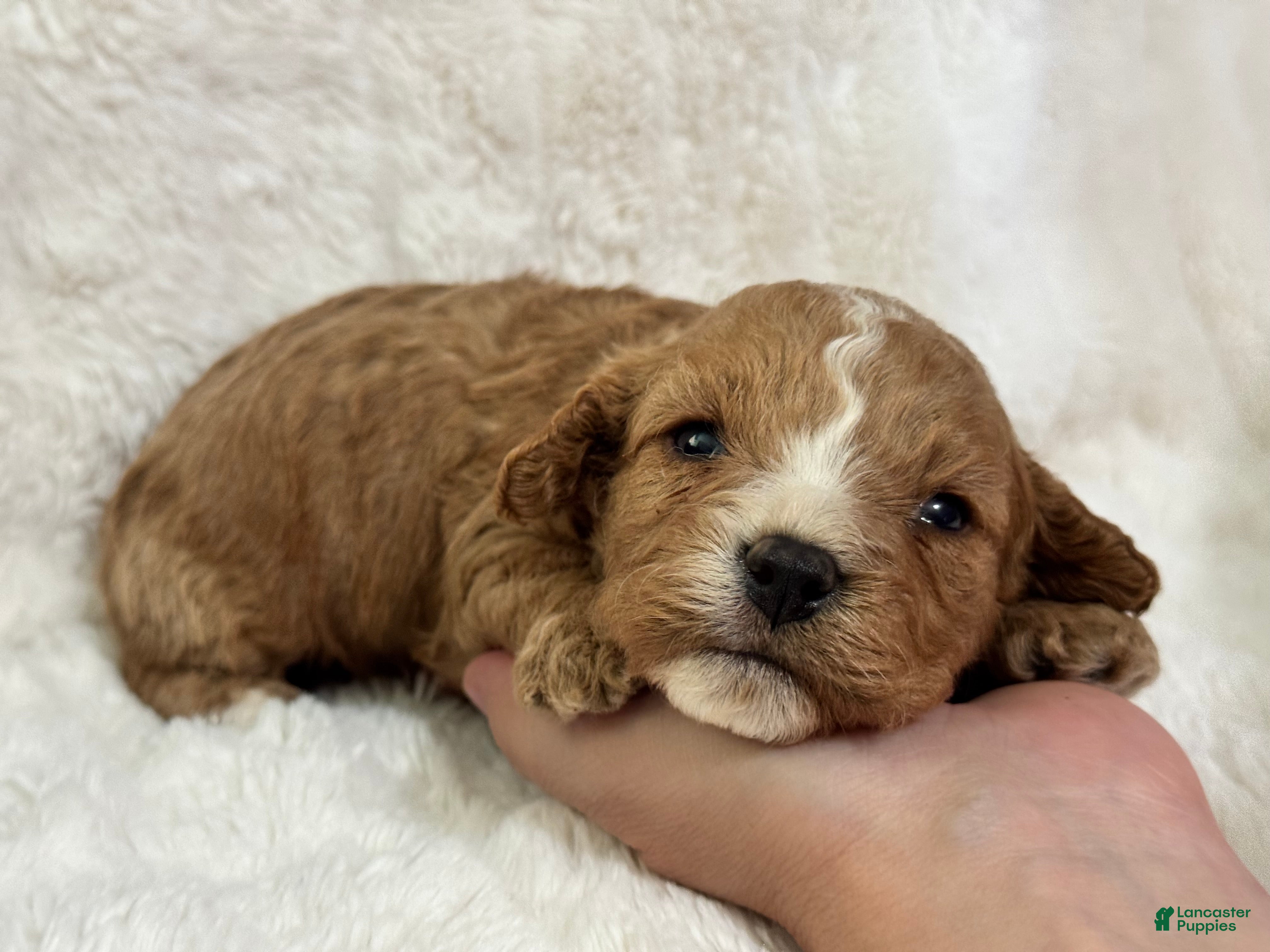 Cavapoo dogs Teddy - Ad 24