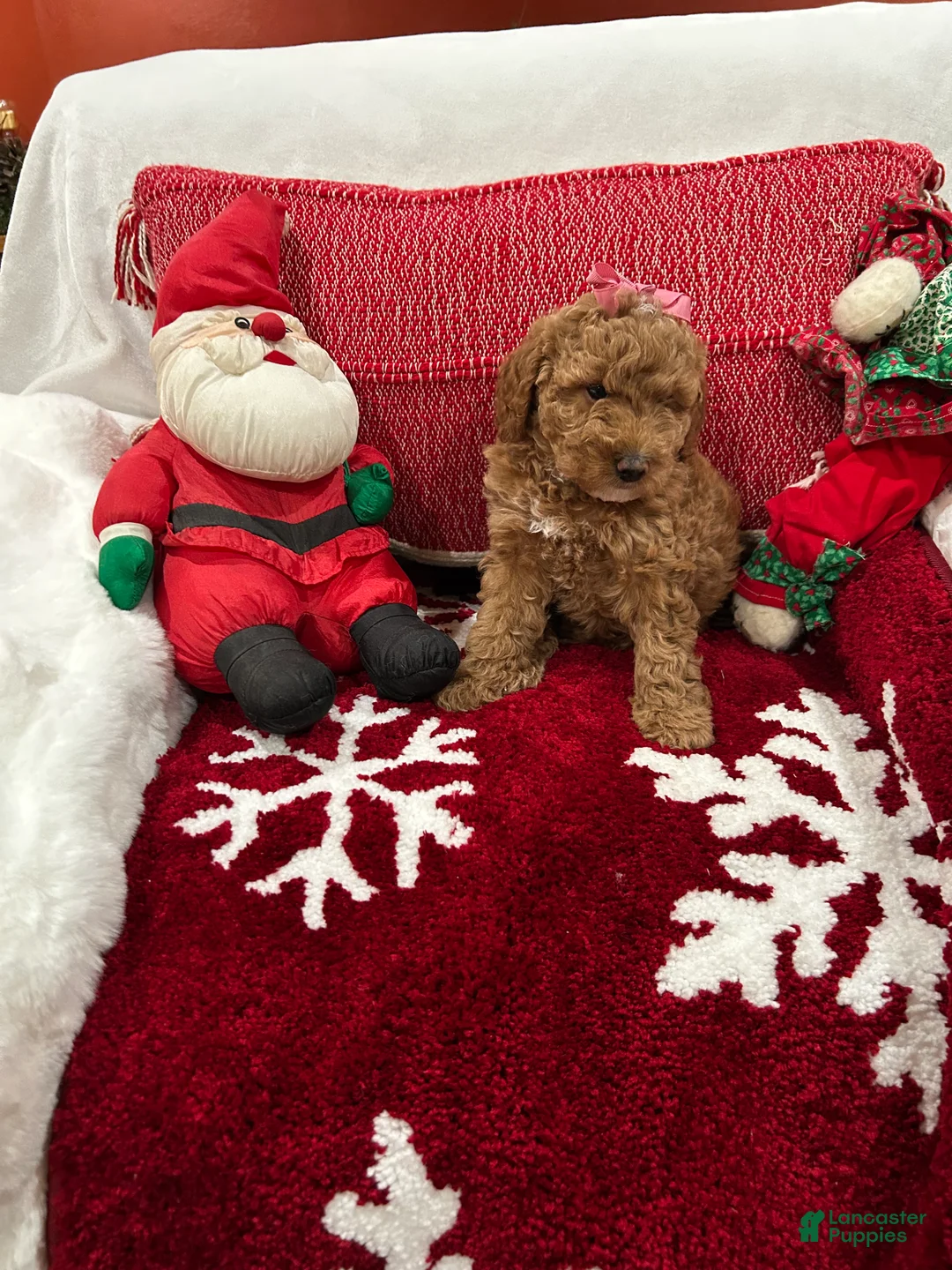 Mini Goldendoodle dogs for sale: Petite Tuxedo Mini Goldendoodle Star - Ad 2