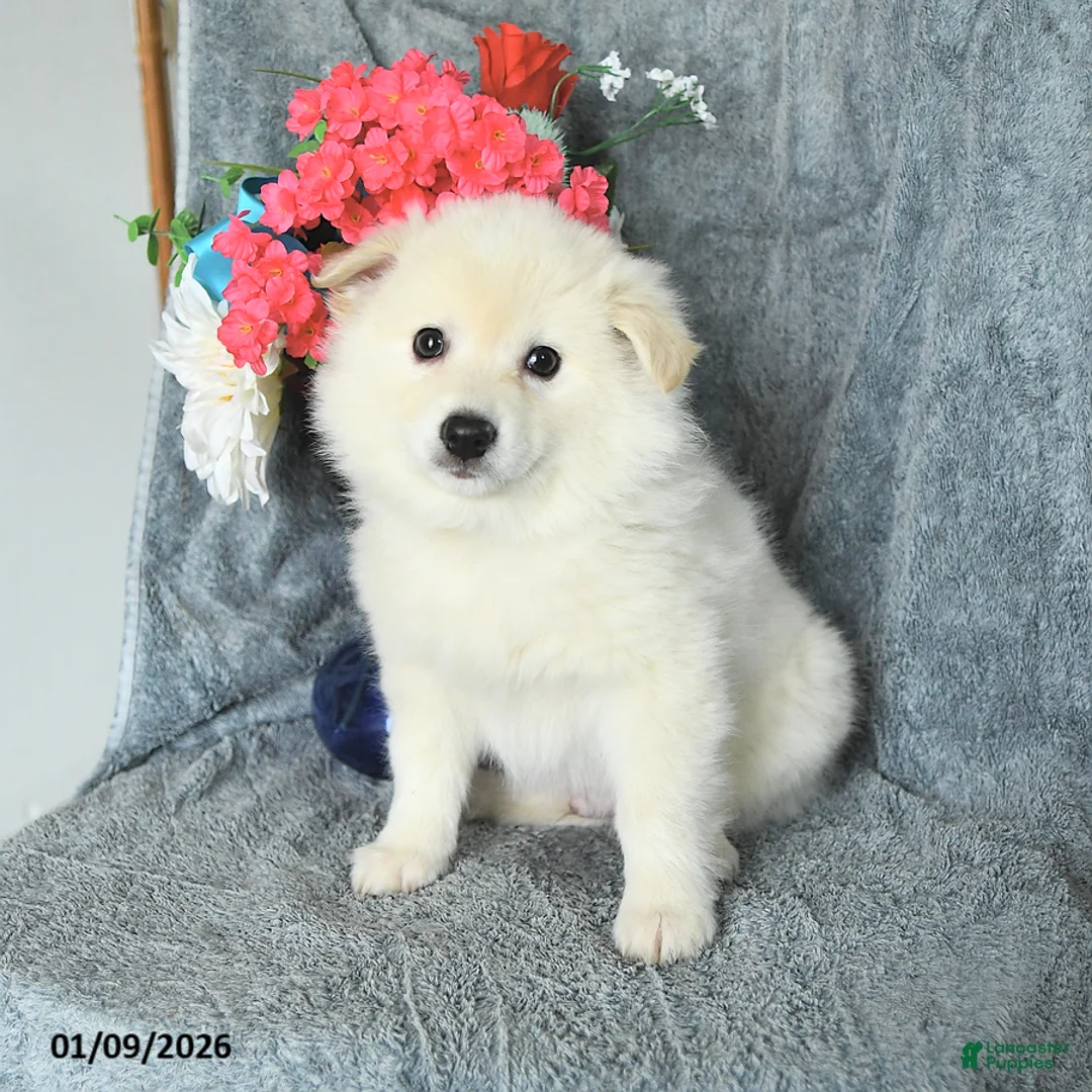 American Eskimo dogs for sale: Bubbles - Ad 3