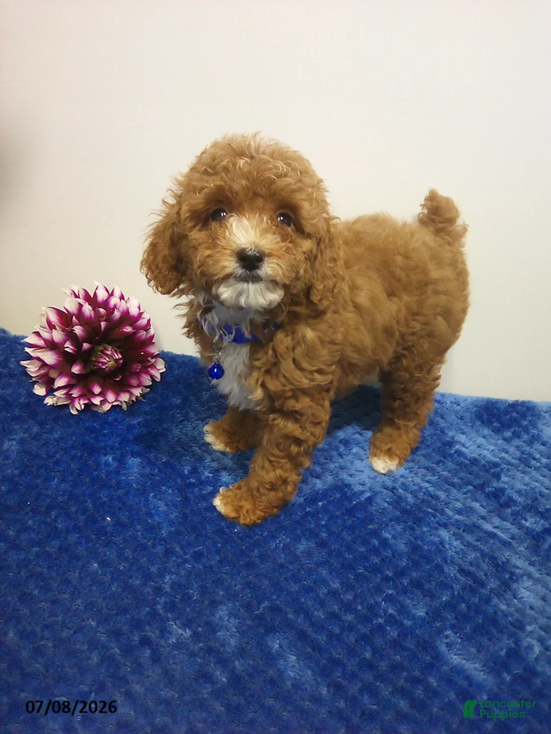 Toy Poodle dogs for sale: Willis - Ad 2