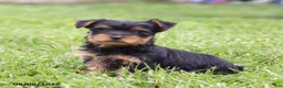 Yorkshire Terrier dogs for sale: Olive - Ad 1