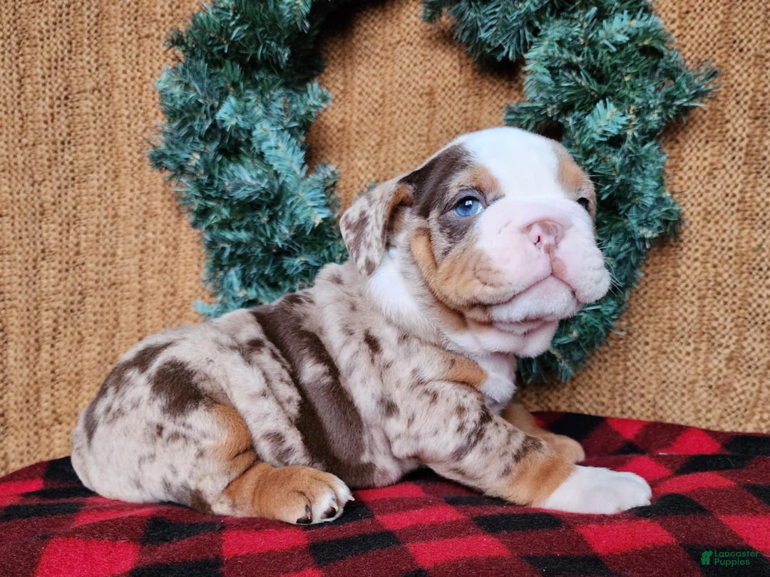 English Bulldog dogs for sale: Frisco - Ad 5