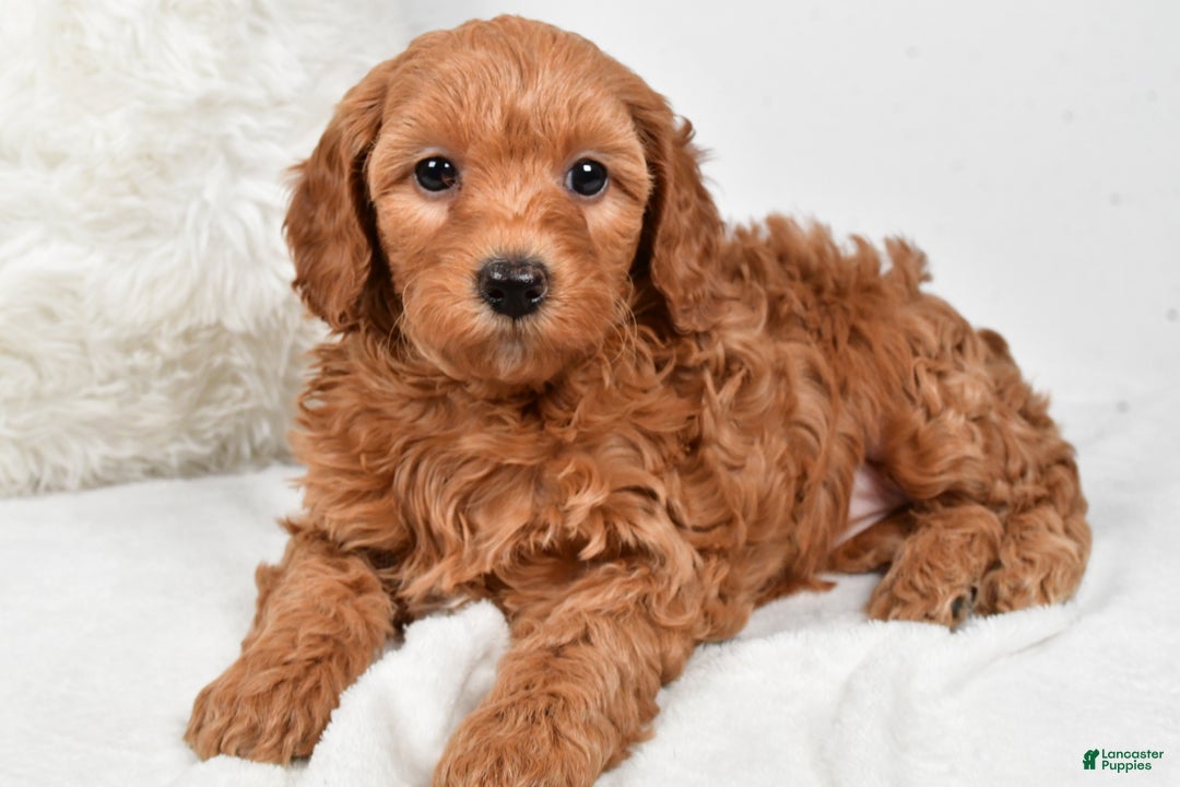 Mini Goldendoodle dogs for sale: Molly - Ad 5