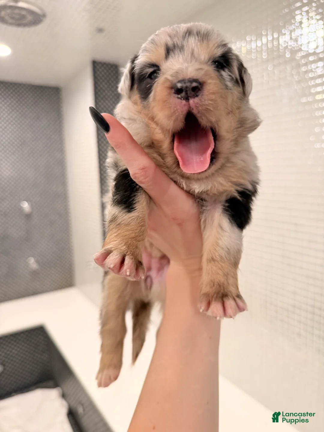 Australian Shepherd dogs for sale: Lady - Ad 2