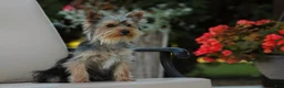 Yorkshire Terrier dogs for sale: Junior - Ad 8