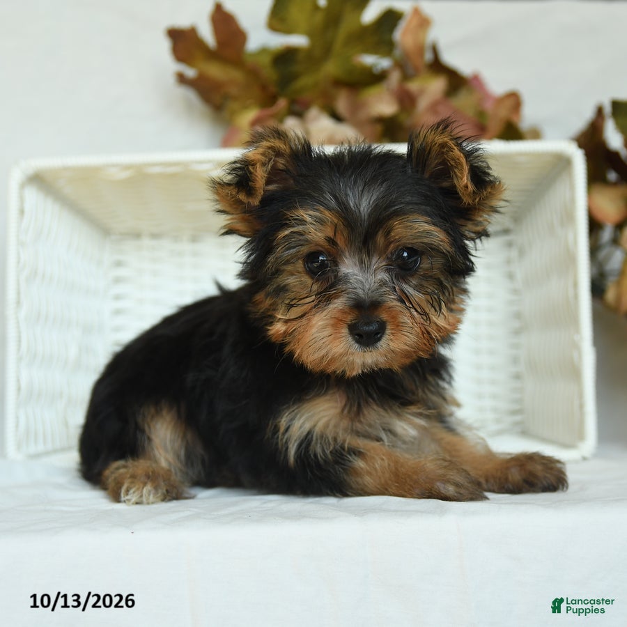Yorkshire Terrier dogs for sale: Sebastian - Ad 2