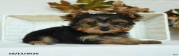 Yorkshire Terrier dogs for sale: Sebastian - Ad 2