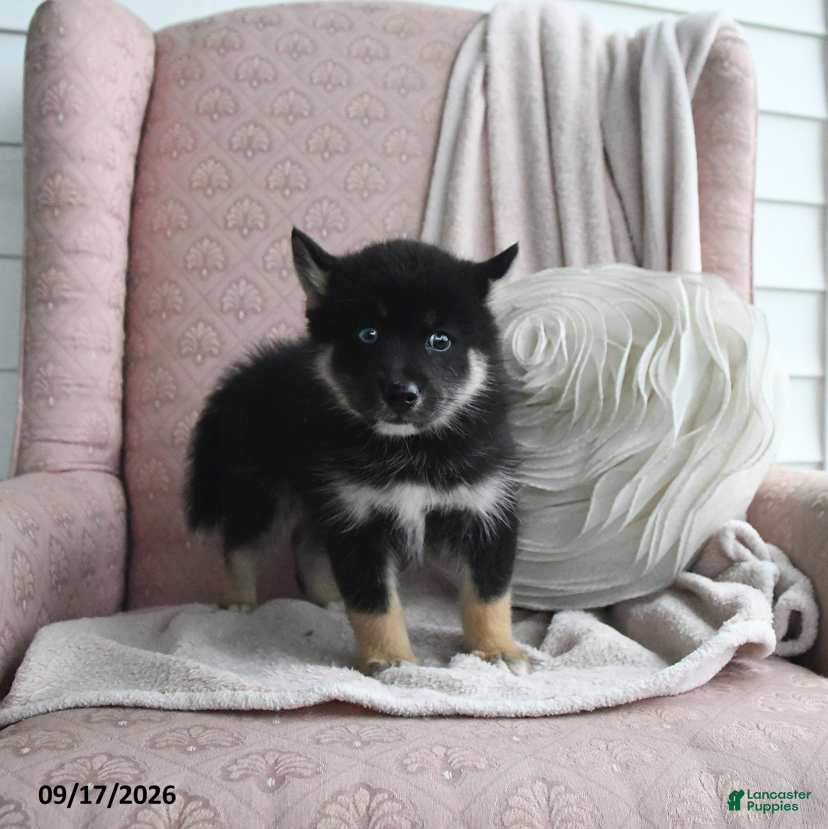 Pomsky dogs Bruno - Ad 1