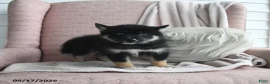 Bruno
