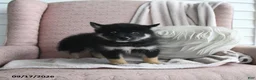 Pomsky dogs for sale: Bruno - Ad 1
