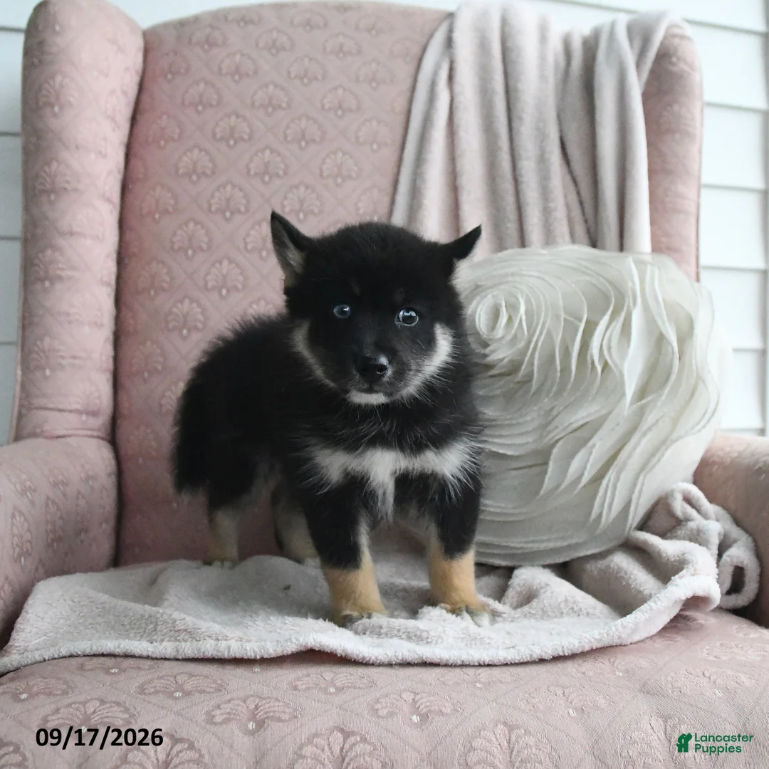 Pomsky dogs for sale: Bruno - Ad 1