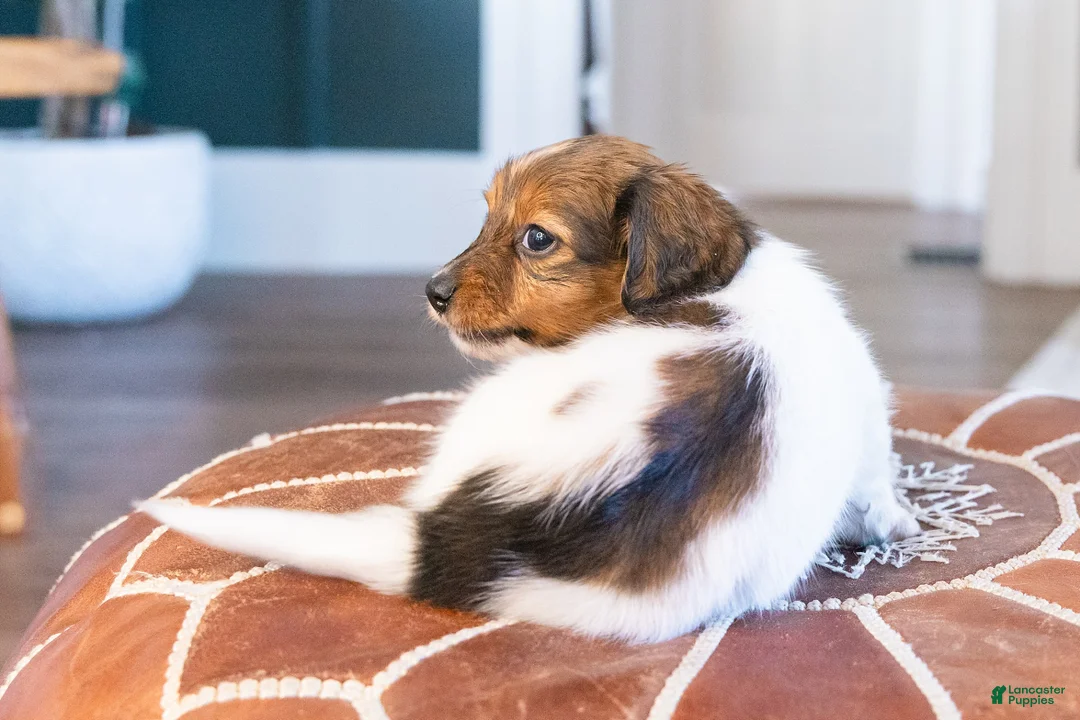 Miniature Dachshund dogs for sale: Schnitzelina von Dramapaws - Ad 6