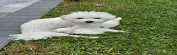 Maltese dogs for sale: Maltese 1 - Ad 7
