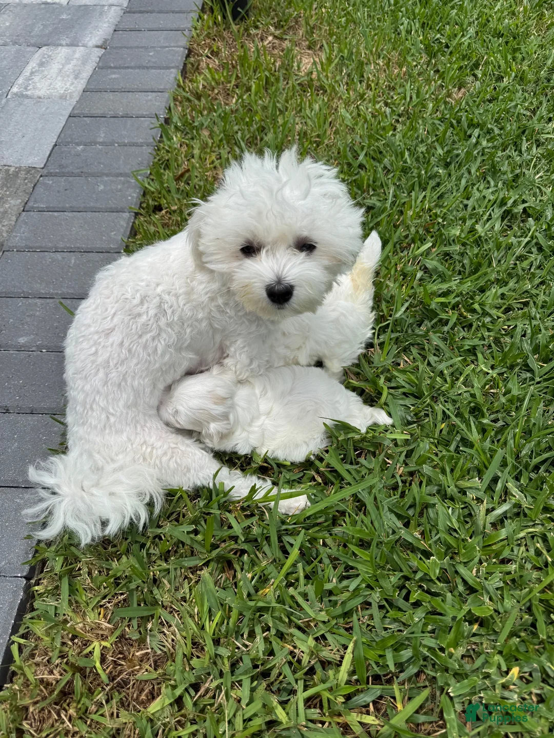 Maltese dogs for sale: Maltese 1 - Ad 7