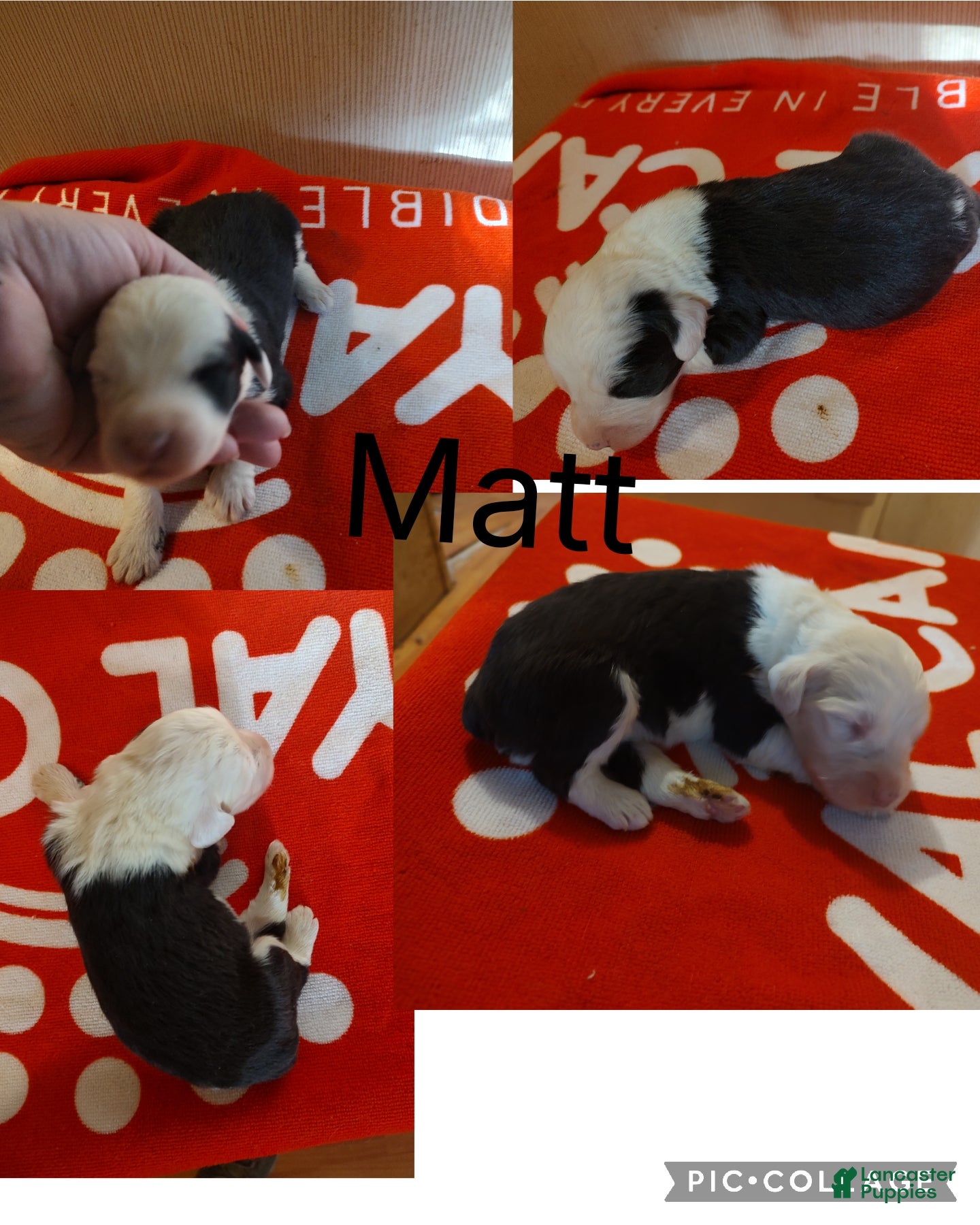 Old English Sheepdog dogs Old English Sheepdog Puppy 1 - Ad 14