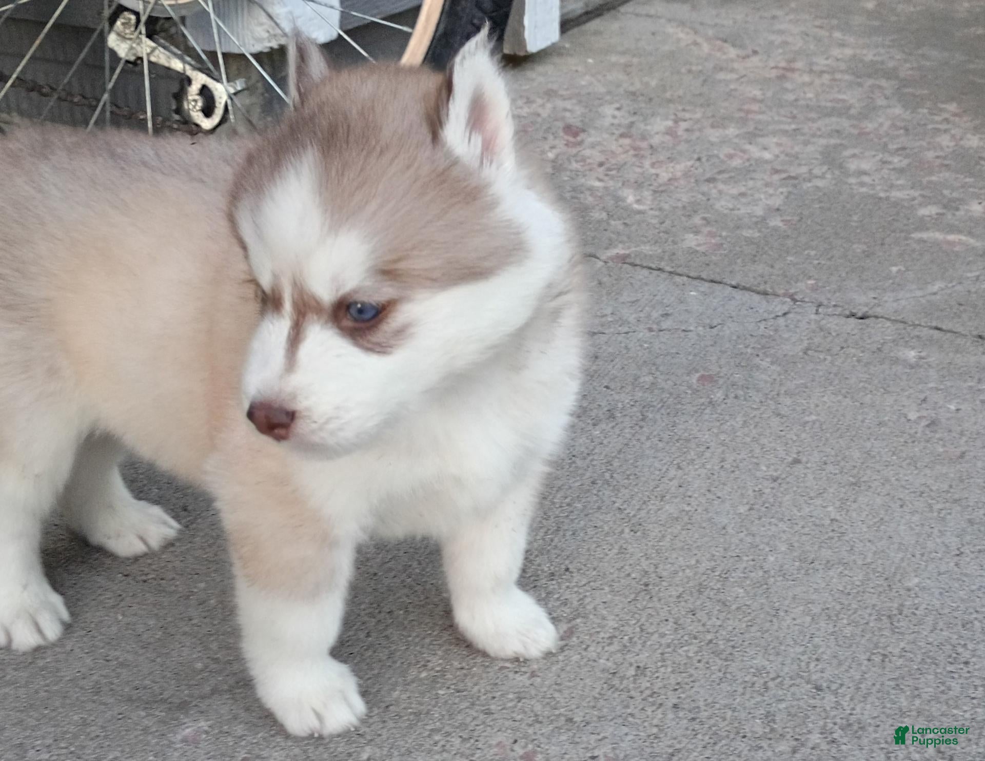 Siberian Husky dogs Male #3 - Ad 2