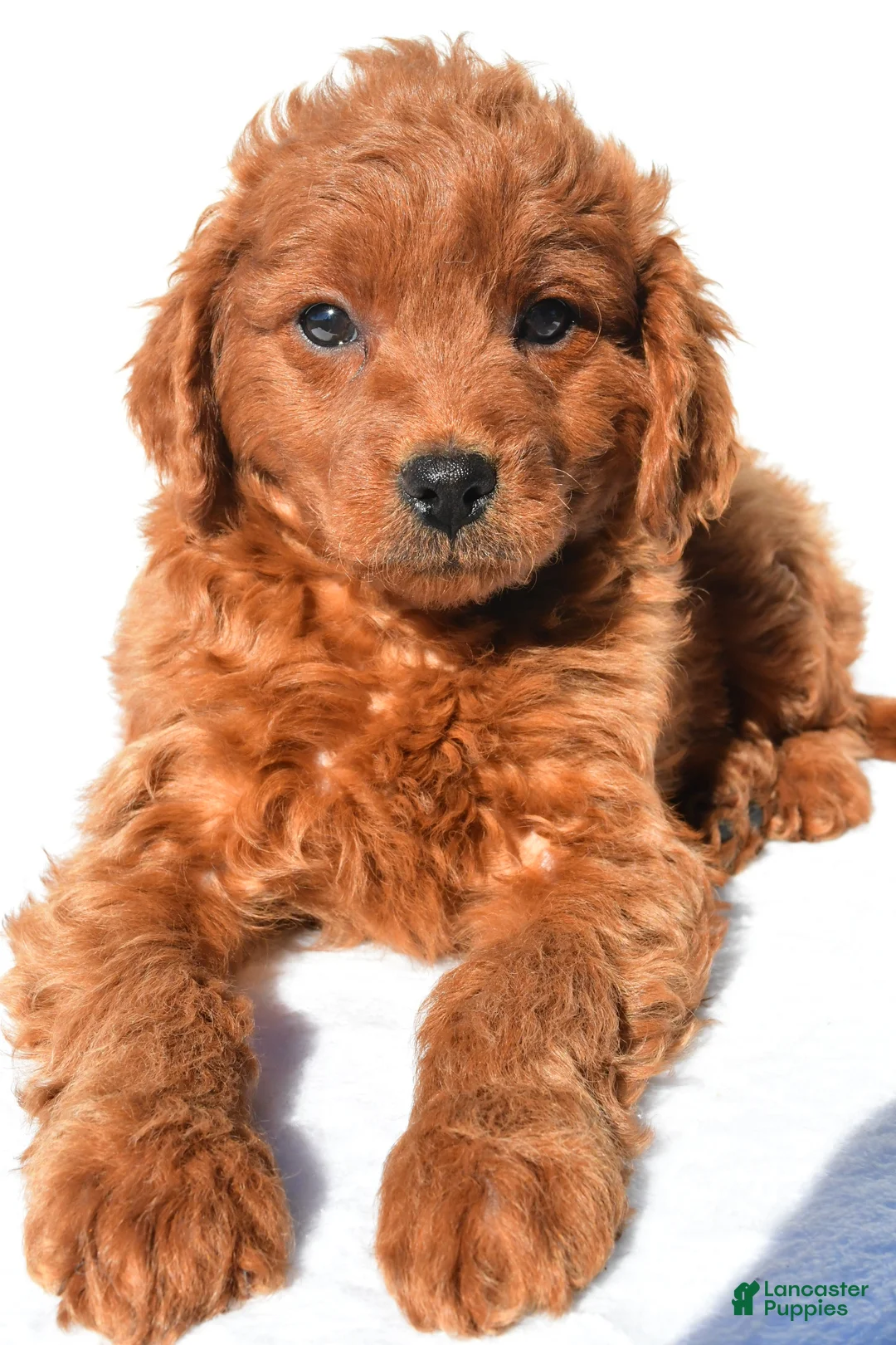 Mini Goldendoodle dogs for sale: Tucker - Ad 8