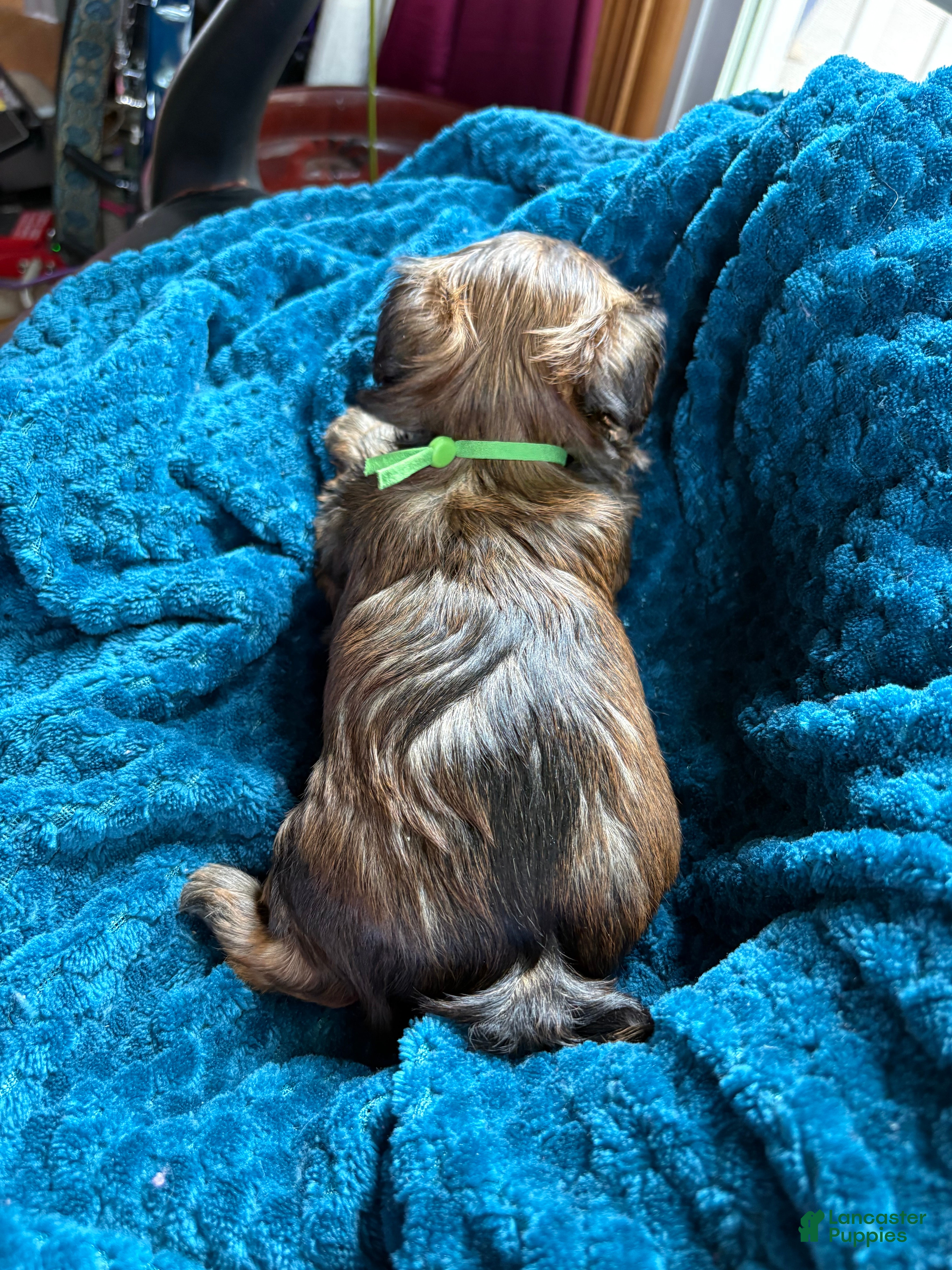 Yorkshire Terrier dogs for sale: Yorkshire Terrier Puppy 2 - Ad 7