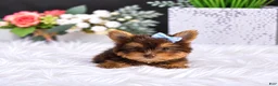 Yorkshire Terrier dogs for sale: Chocolate Yorkshire Terrier 1 - Ad 1