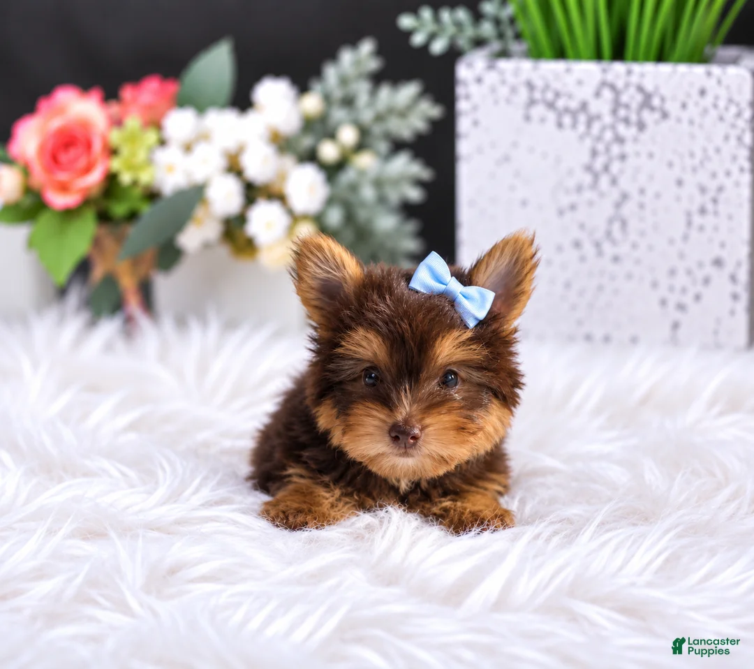 Yorkshire Terrier dogs for sale: Chocolate Yorkshire Terrier 1 - Ad 1