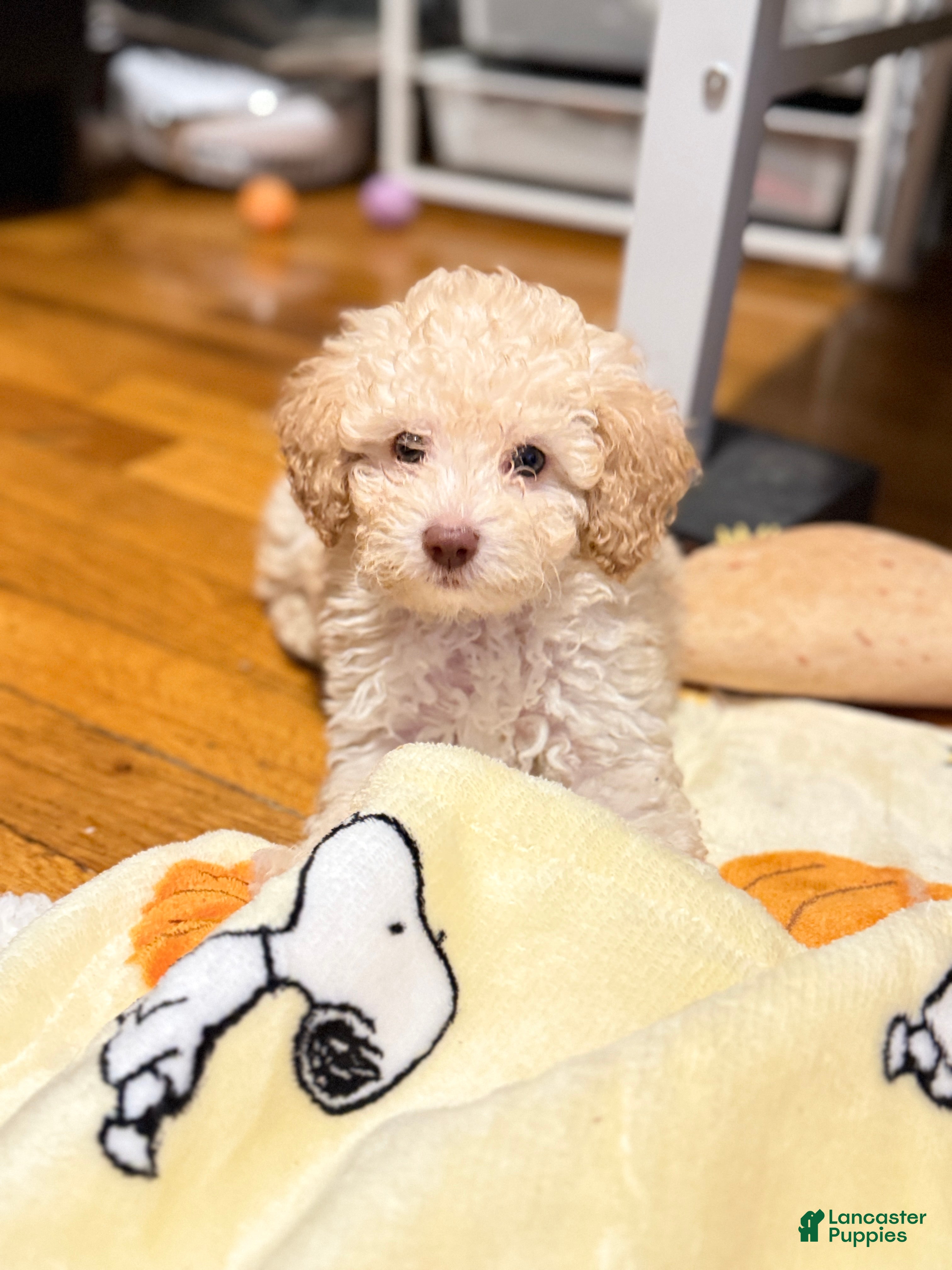 Miniature Poodle dogs Theo 🐾💙 - Ad 16
