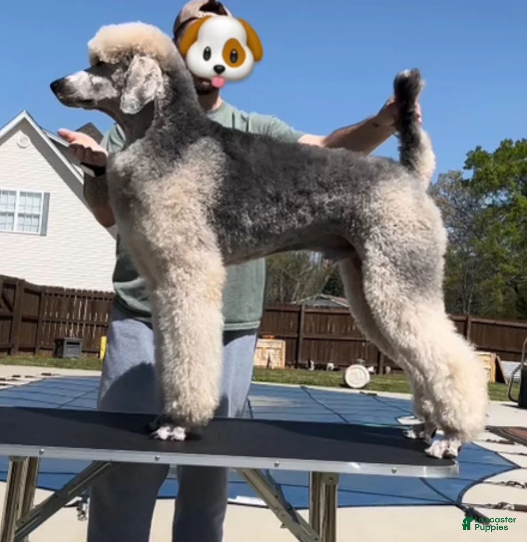 Standard Poodle dogs for stud: Brodie (OFA) - Ad 4
