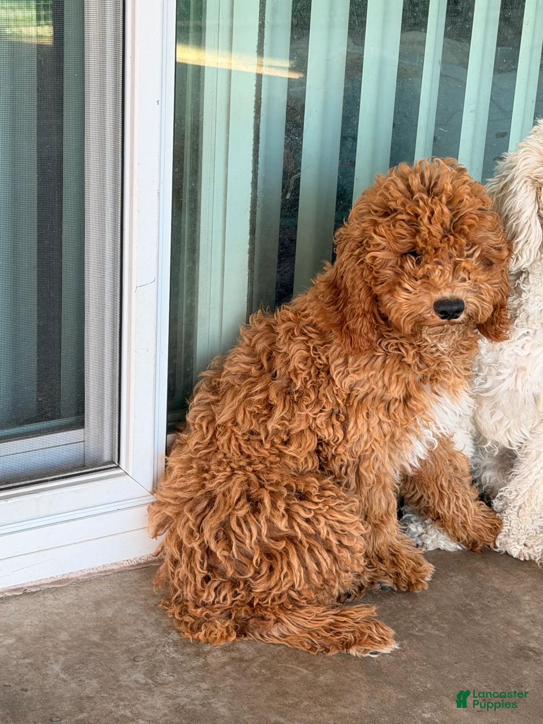 Toy Poodle dogs for sale: Toy Poodle 1 Chewie - Ad 2