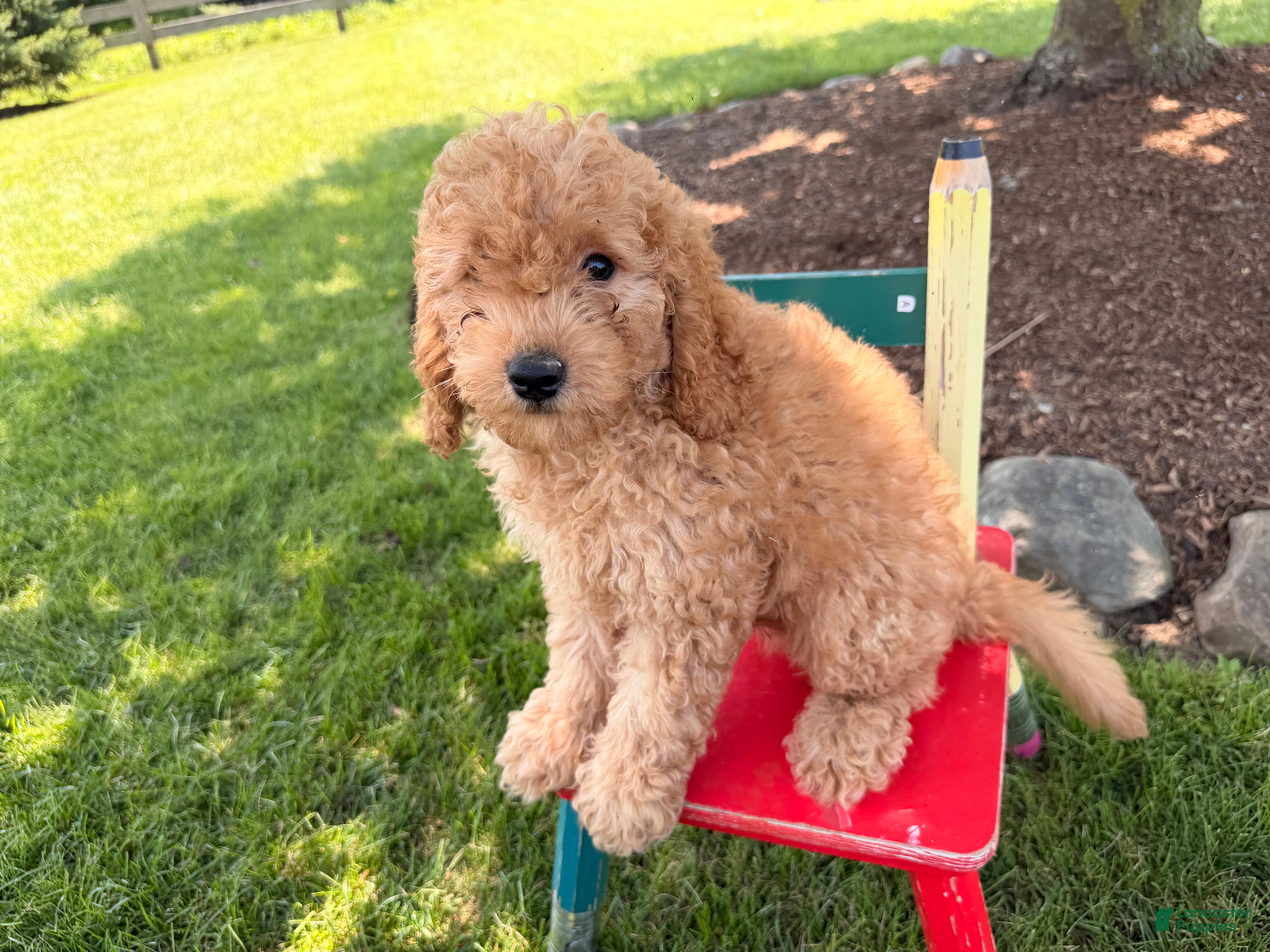 Cockapoo dogs Muddy  - Ad 2