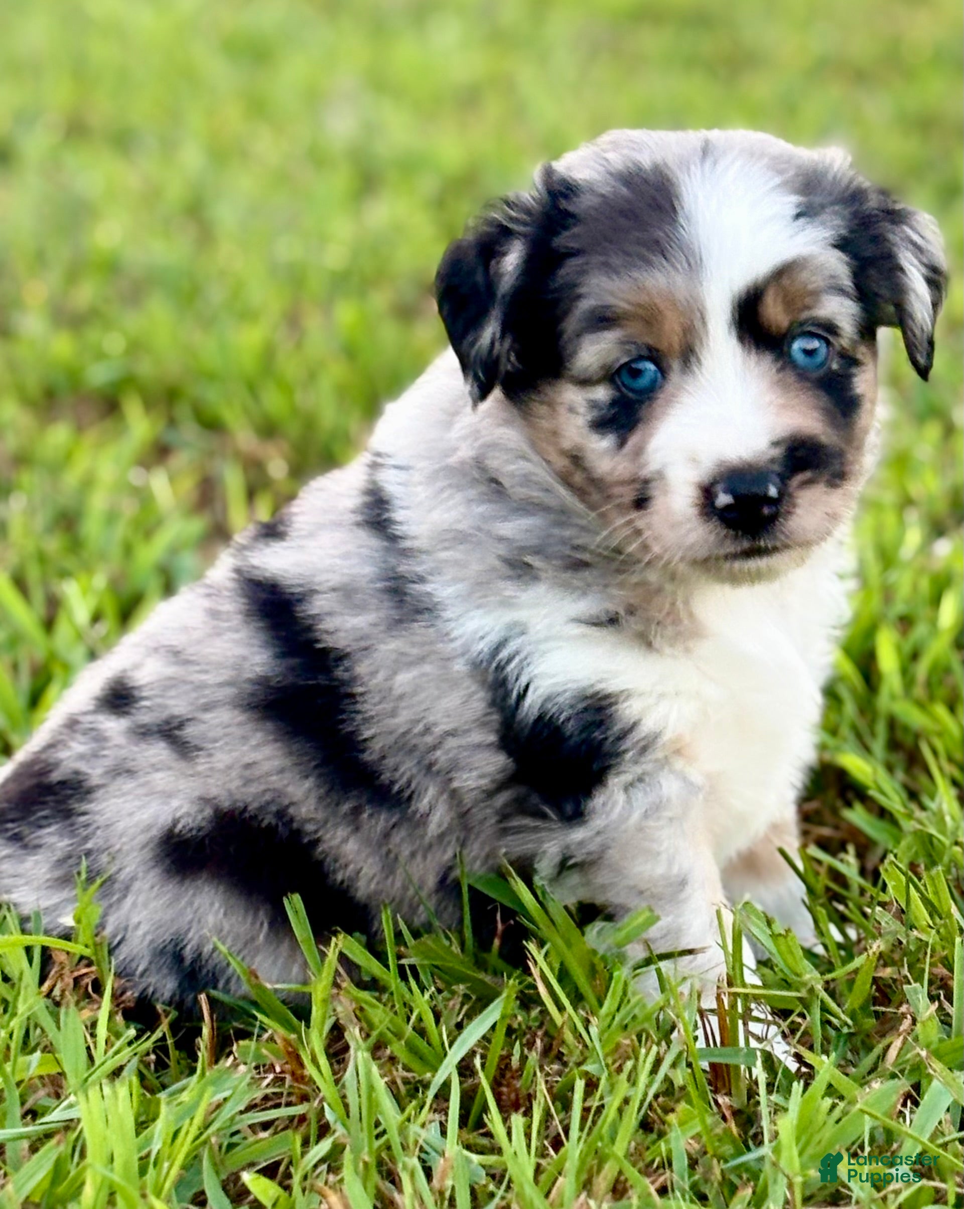 Toy Australian Shepherd dogs Tinkerbell - Ad 1