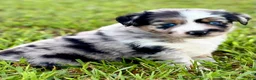 Toy Australian Shepherd dogs for sale: Tinkerbell - Ad 1