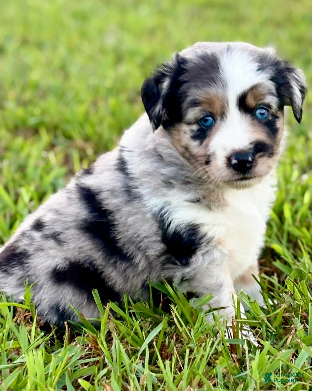 Toy Australian Shepherd dogs for sale: Tinkerbell - Ad 1