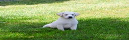 Labrador Retriever dogs for sale: Wanda  - Ad 3