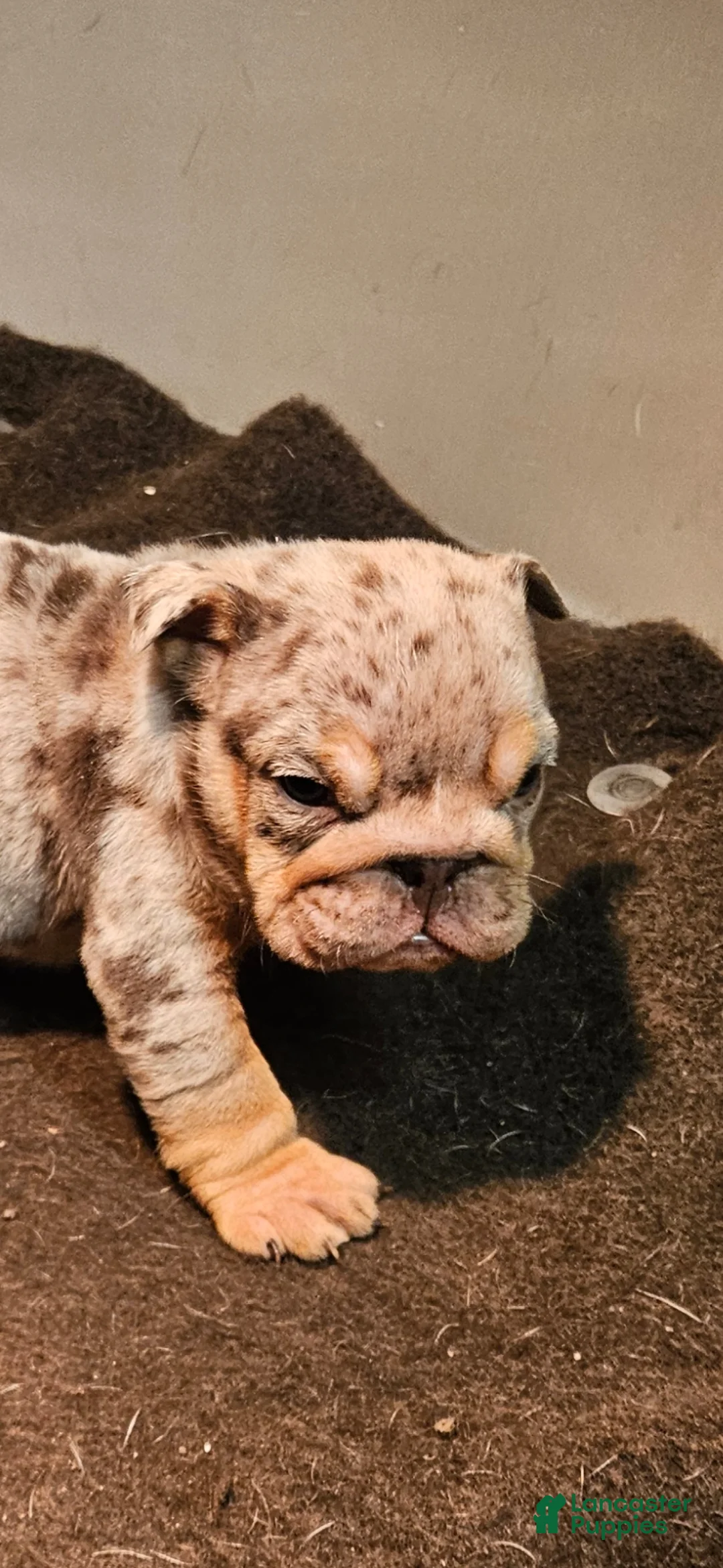 English Bulldog dogs for sale: English Bulldog Puppy 1 - Ad 2