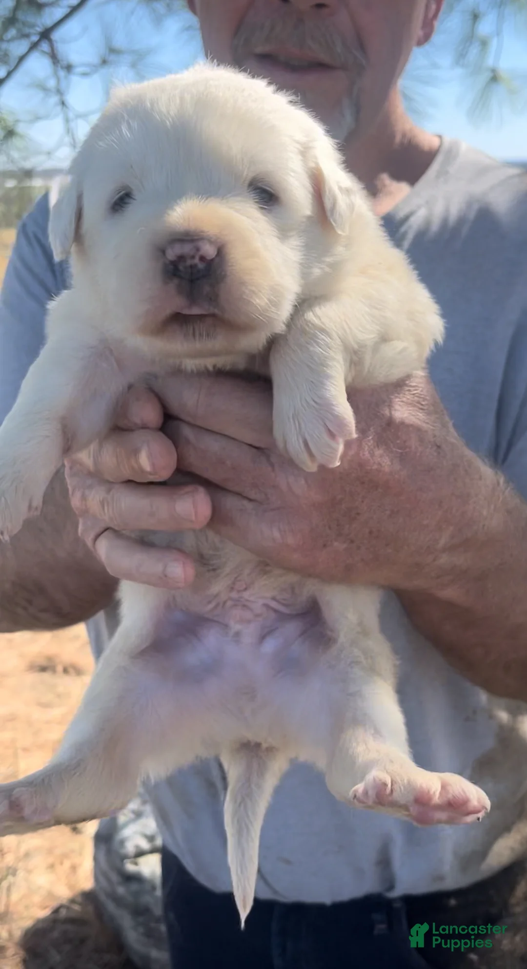 Mixed Breed dogs for sale: Mixed Breed Puppy 5 - Ad 1