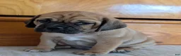 Puggle dogs for sale: Chance  - Ad 2