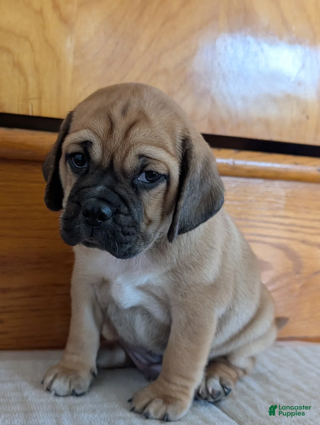 Puggle dogs for sale: Chance  - Ad 2