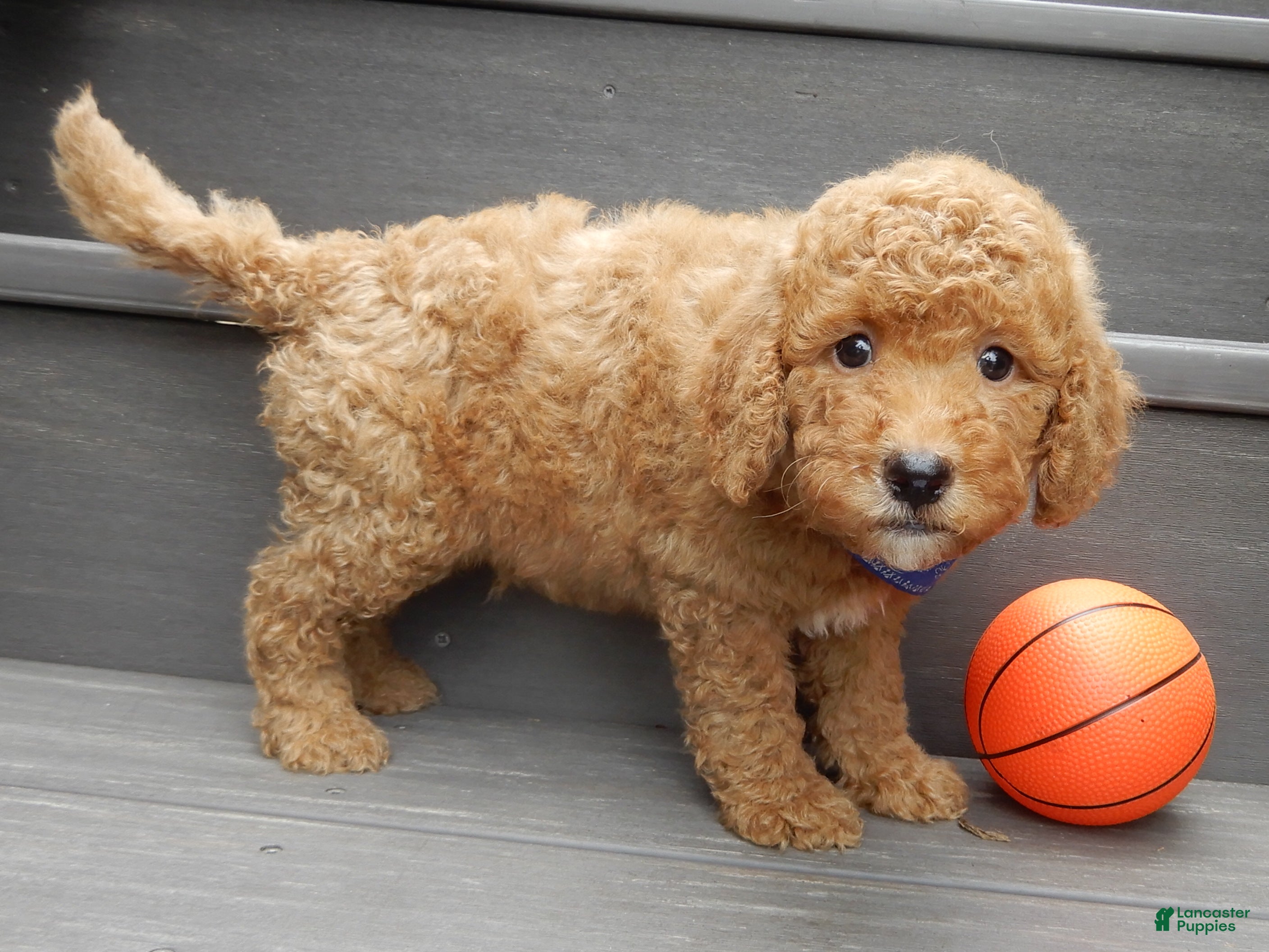 Mini Goldendoodle dogs Sammy - Ad 2