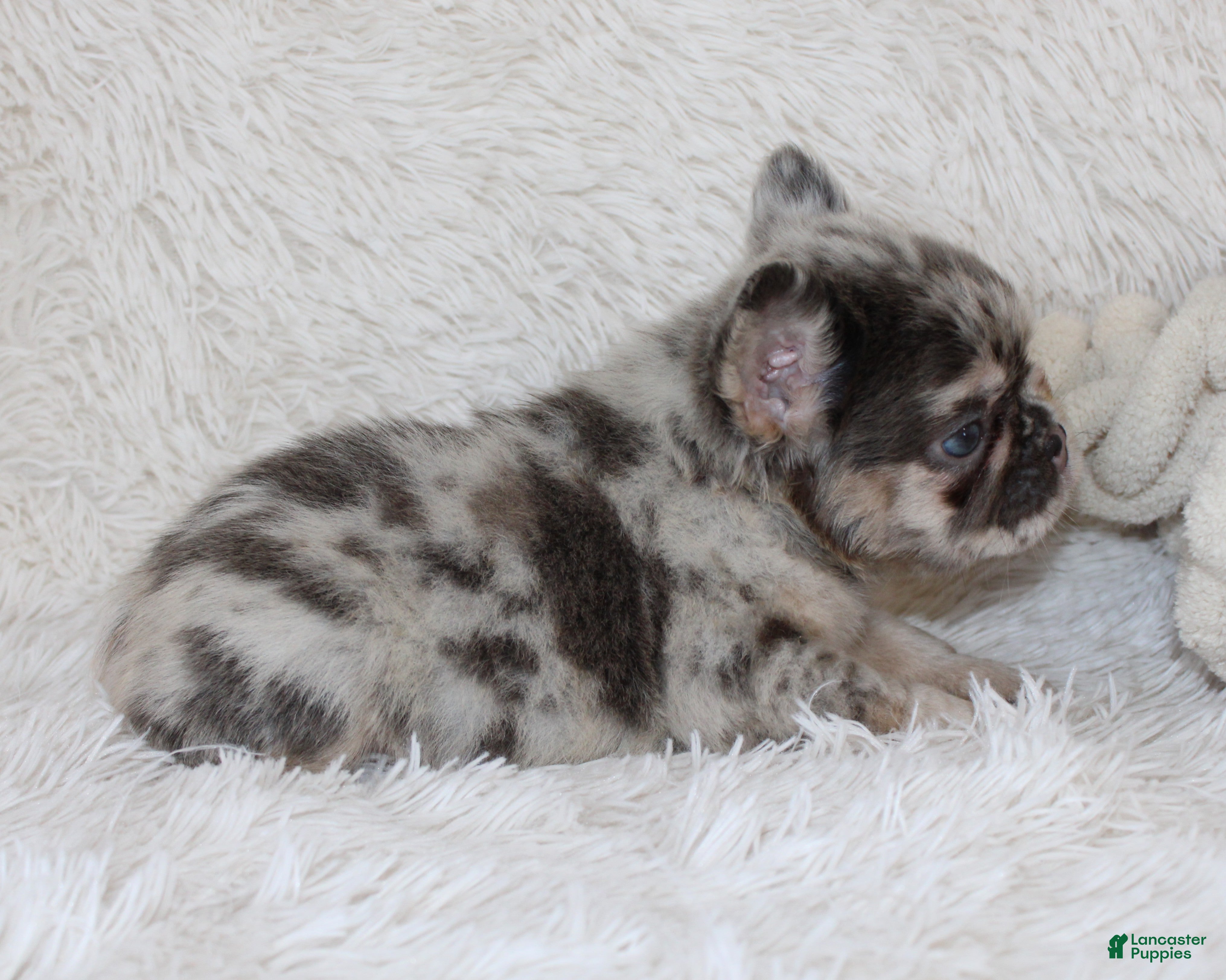 French Bulldog dogs Izzy - Ad 2