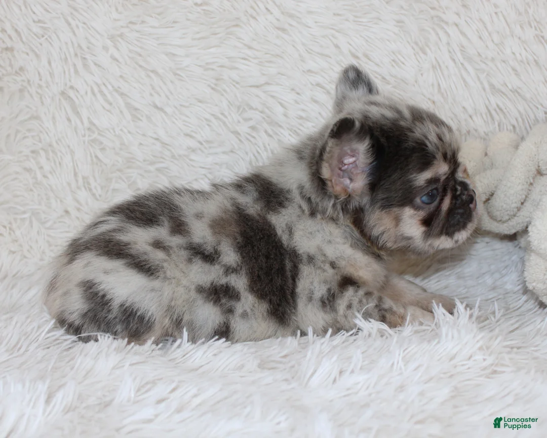 French Bulldog dogs for sale: Izzy - Ad 2