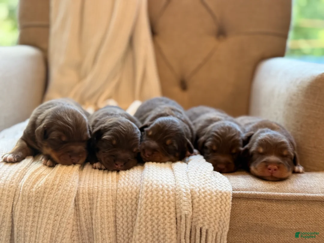 Australian Shepherd dogs for sale: Australian Shepherd 5 - Ad 1