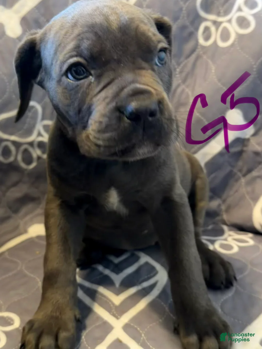 Cane Corso dogs for sale: G5 - Ad 1