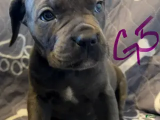 Cane Corso dogs G5 - Ad 31