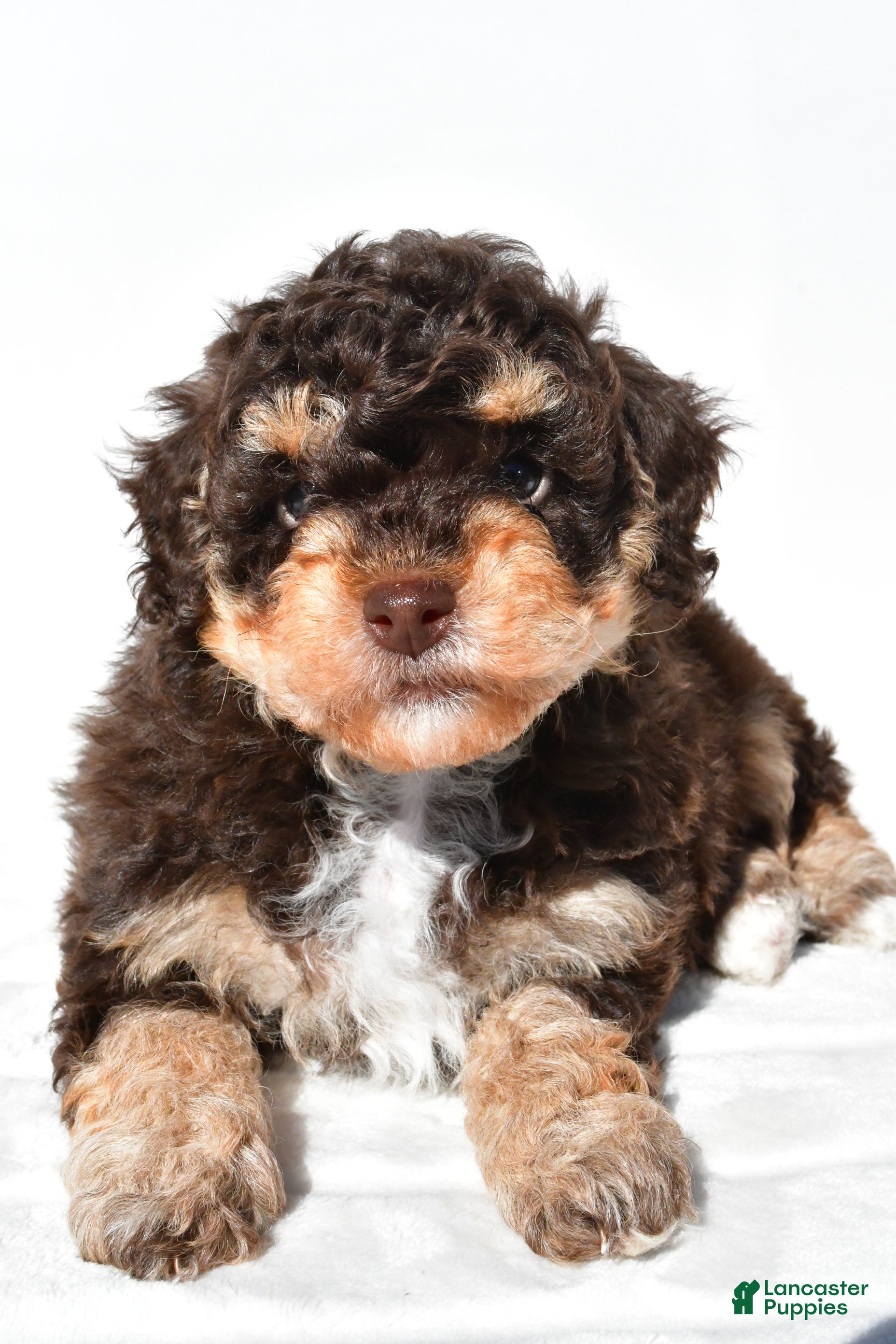 Miniature Poodle dogs for sale: Franky - Ad 3