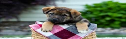 Sheprador dogs for sale: Bruno - Ad 4