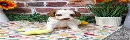 Cavapoo dogs for sale: Alexa - Ad 3
