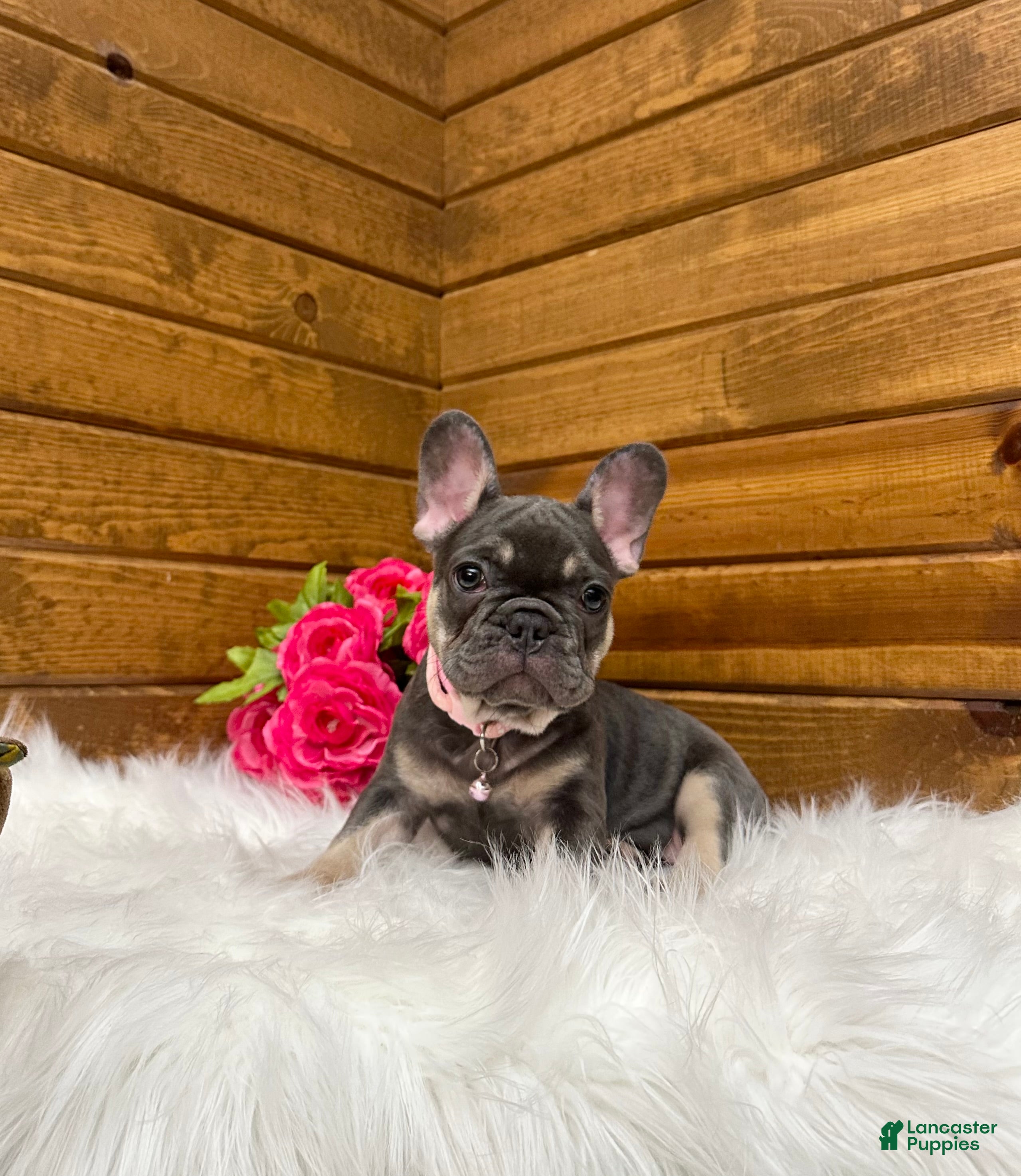 Ember (French Bulldog, Female) in Sugarcreek, OH