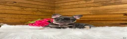 French Bulldog dogs for sale: Ember - Ad 1